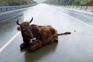 В Астрахани планируют штрафовать за безнадзорный выпас скота