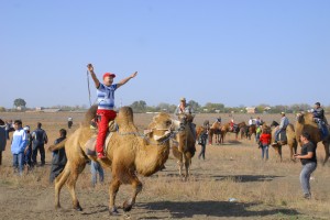 В Астраханской области проведут верблюжьи бега