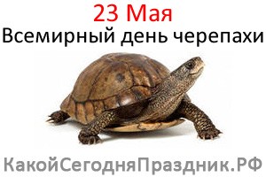 Всемирный день черепахи 