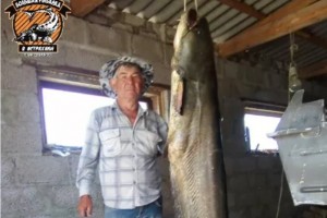 Астраханский рыбак поймал огромного сома