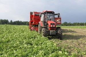 В Астраханской области начали ранний сбор картошки