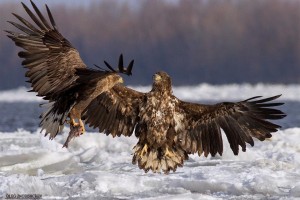 Впервые в Астрахани проведут фотовыставку фестиваля орланов