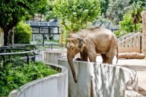 20 июня Всемирный день защиты слонов в зоопарках.