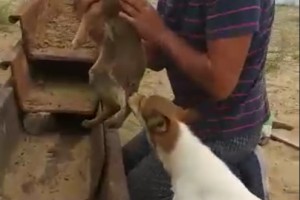 В астраханском селе волонтеры вызволили щенка из западни