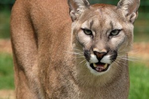 Канадка спаслась от кугуара с помощью песни Metallica 