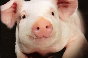Практику пересадки свиных органов человеку начнут в этом году
