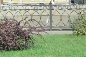 В Астрахани два лебедя устроили побег