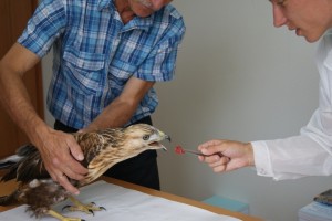 В Астраханской области спасли редкую птицу