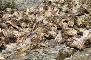 В Астраханской области обнаружили свалку отходов с серой и черпами
