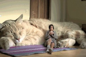 Огромный кот закрылся от хозяев в пустой квартире