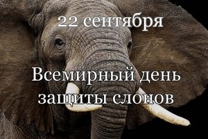22 сентября — Всемирный день защиты слонов 