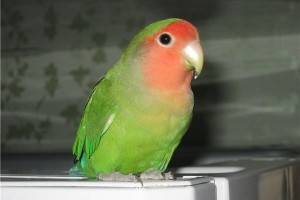 В Нидерландах полиция задержала попугая и посадила его в камеру