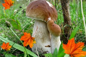 3 октября – День грибника