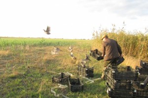 В Астраханской области на природу выпустили 200 фазанов