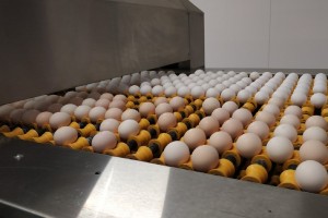 В Астраханской области стали производить больше куриных яиц