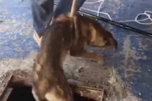 В Астрахани собаку спасли из трюма брандвахты