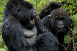 В Африке туристы подвергают опасности горилл