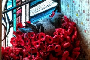 В Австралии голубь воровал цветы с могилы неизвестного солдата