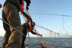 Астраханские пограничники спасли почти 50 осетров из рук браконьеров