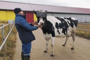 Фермеры из Подмосковья улучшили состояние коров с помощью очков виртуальной реальности