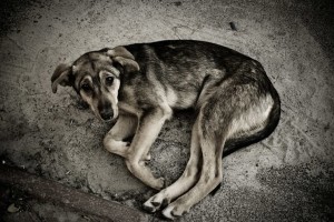 В Астрахани вновь залечивают раны, нанесенные бродячей собакой
