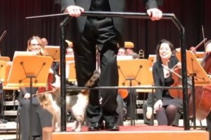 Кошка выступила с оркестром в Стамбуле 