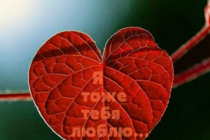 Я тоже тебя люблю Ирена Буланова